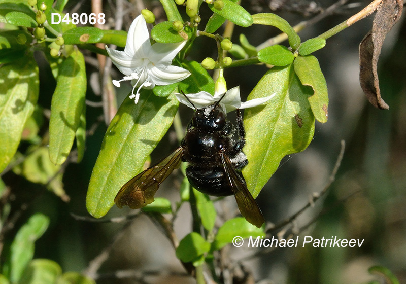 Xylocopa cubaecola (carpenter bees, Xylocopinae, Apidae)